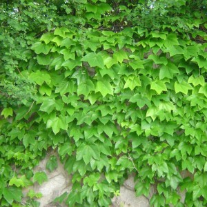 爬山虎
