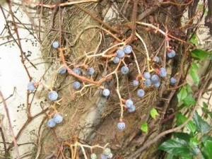 爬山虎的茎
