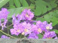 泡花树