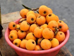 枇杷