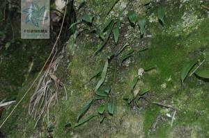 披针骨牌蕨图册