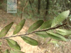 披针骨牌蕨图册
