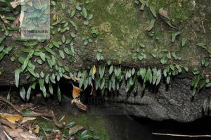 披针骨牌蕨图册