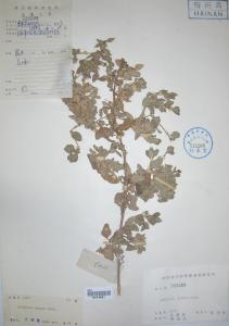 匍匐滨藜图册