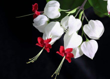 龙吐珠