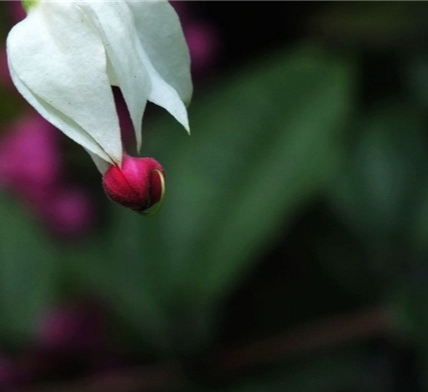 龙吐珠
