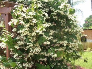 龙吐珠