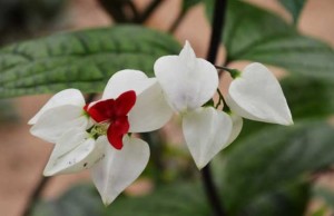 龙吐珠