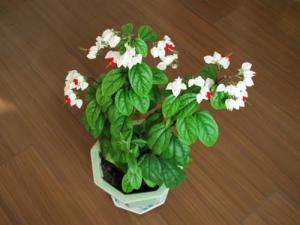 龙吐珠