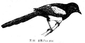 图1.鹊