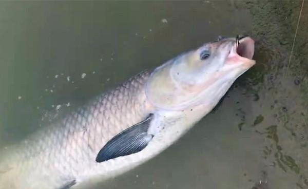 青鱼