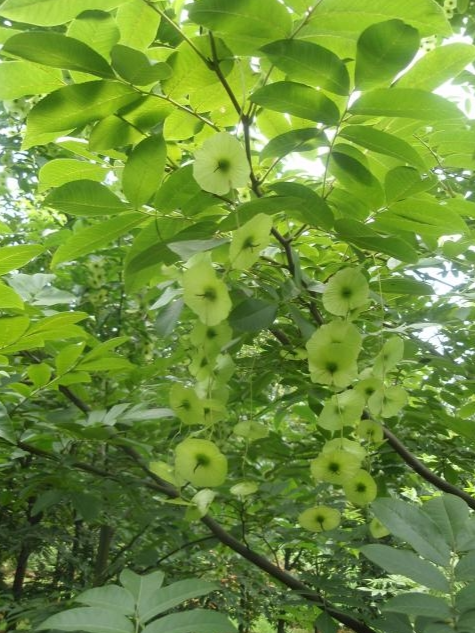 青钱柳