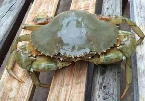 青蟹