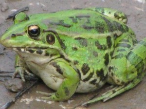青蛙