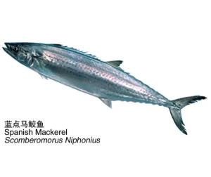 蓝点马鲛