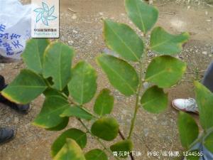 青灰叶下珠图册