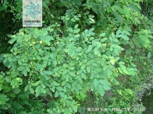 青灰叶下珠图册