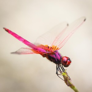 蜻蜓