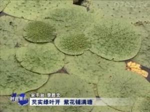 芡实叶
