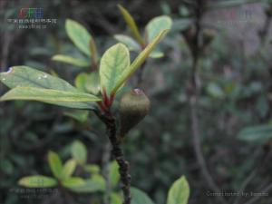 榕树皮图册