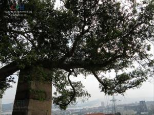 榕树皮图册