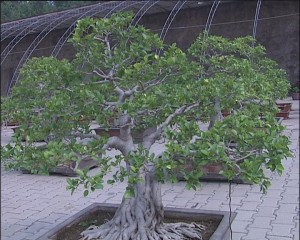 榕树