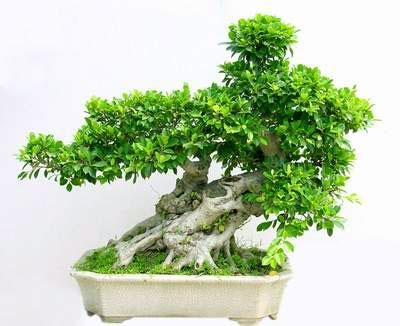 榕树