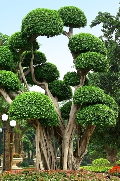 榕树