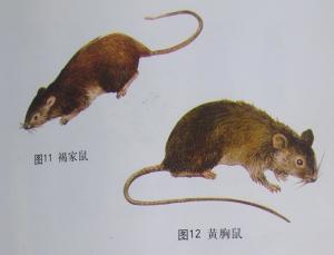 鼠皮图册