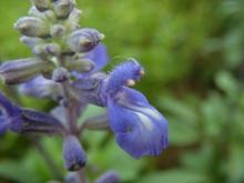 鼠尾草花果