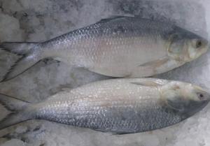 鲥鱼