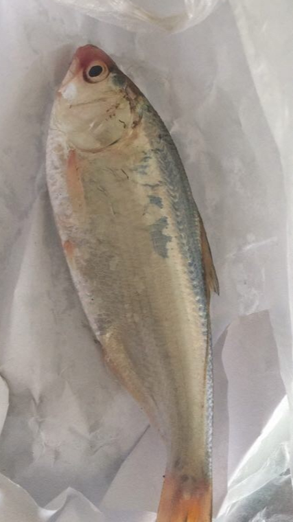 鲥鱼