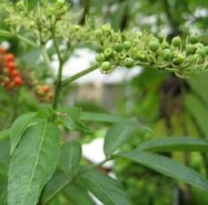 食茱萸