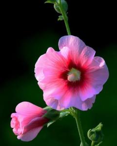 蜀葵花