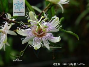 蛇王藤