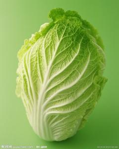 菘菜图册