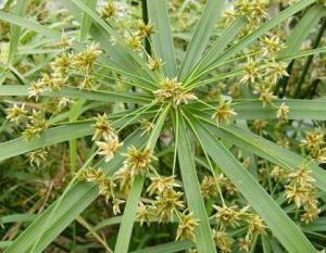 莎草