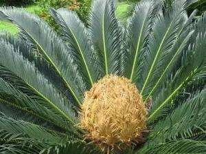 铁树