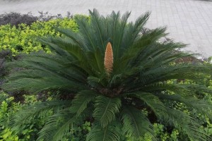 铁树雄花