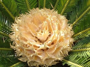 铁树的雌花