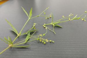 粟米草
