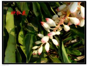 砂仁花