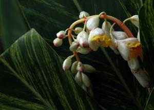 砂仁花
