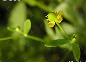 石龙芮