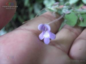 石蝴蝶