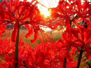 红花石蒜