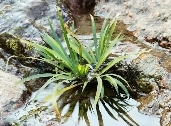 石菖蒲