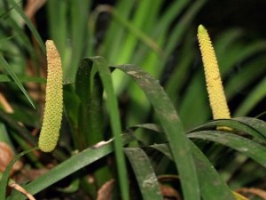 石菖蒲（图3)