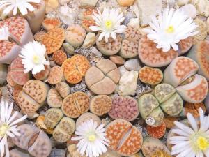 生石花
