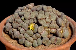 生石花